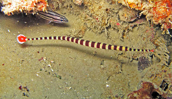 Banded pipefish care best sale