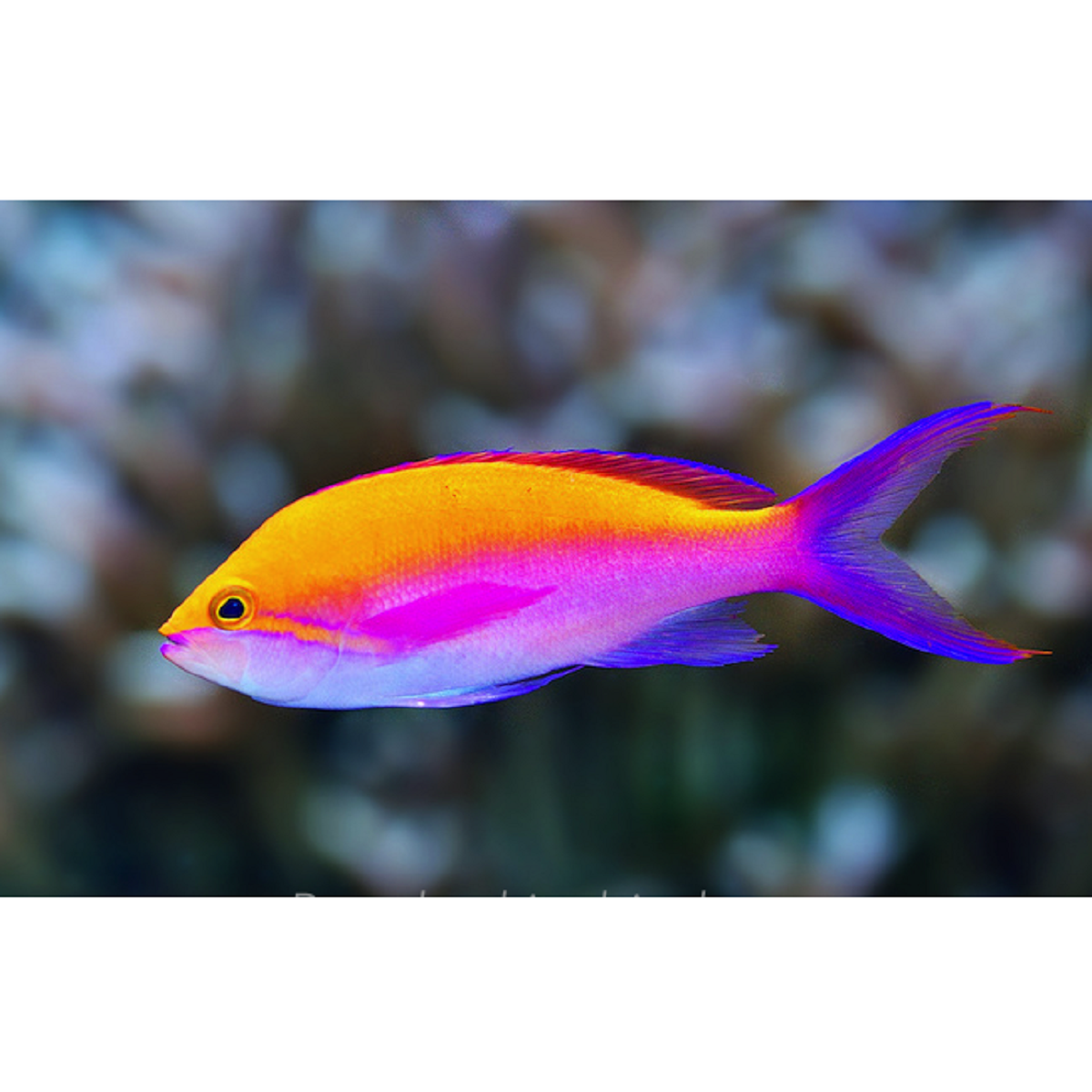 Bicolor Anthias - Violet Aquarium