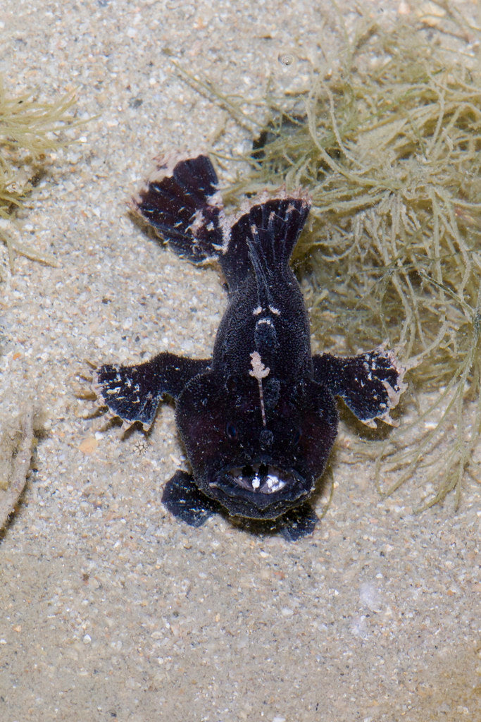 Black Angler - Violet Sea Fish and Coral