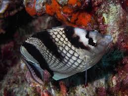 Black Pearlscale Butterflyfish - Violet Sea Fish and Coral