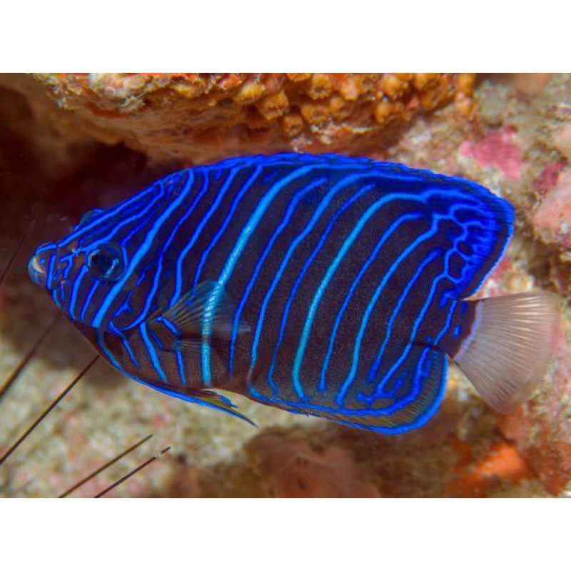 Blue Ring Angelfish Juvenile - Violet Sea Fish and Coral