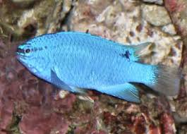 Blue Damselfish – Violet Aquarium