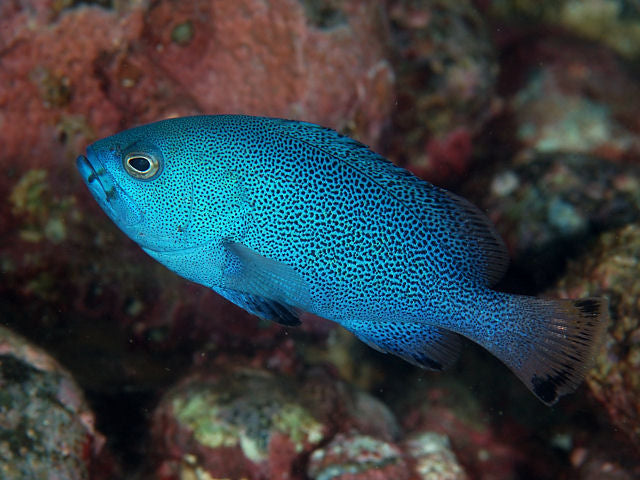 Blue Cod Grouper