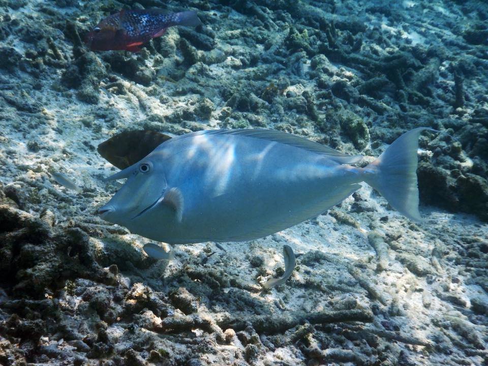 Unicorn Tang Fish Show Size with a Long and Streamers Male (Maldives) - Violet Sea Fish and Coral