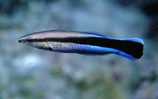 Blue Cleaner Wrasse - Violet Aquarium