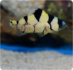 Clown Grouper Size: L 5