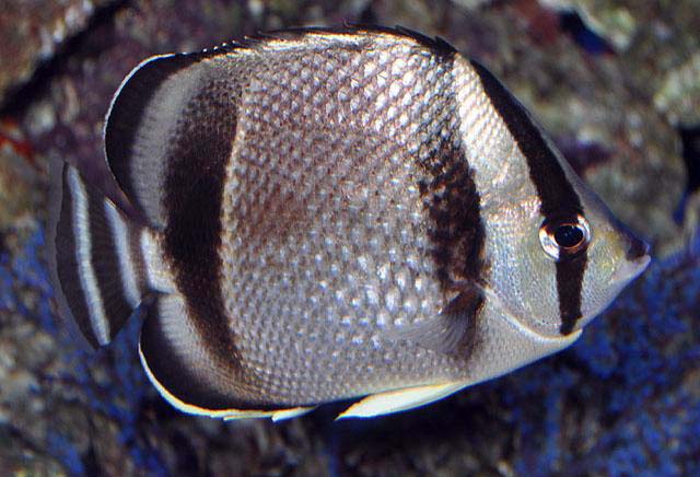 Three Banded Butterflyfish (Costa Rica) Size: Tiny 1" or less