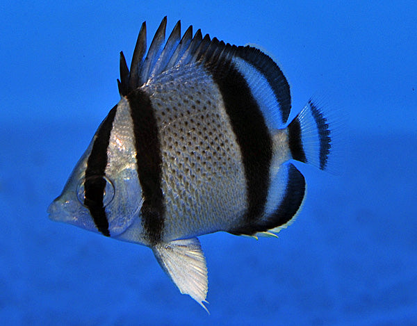 Three Banded Butterflyfish (Costa Rica) Size: Tiny 1" or less