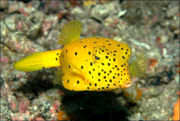 Yellow Polka Dot Boxfish Size: Tiny 1