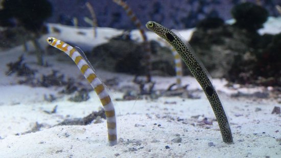 Spotted Garden Eel - Violet Sea Fish and Coral