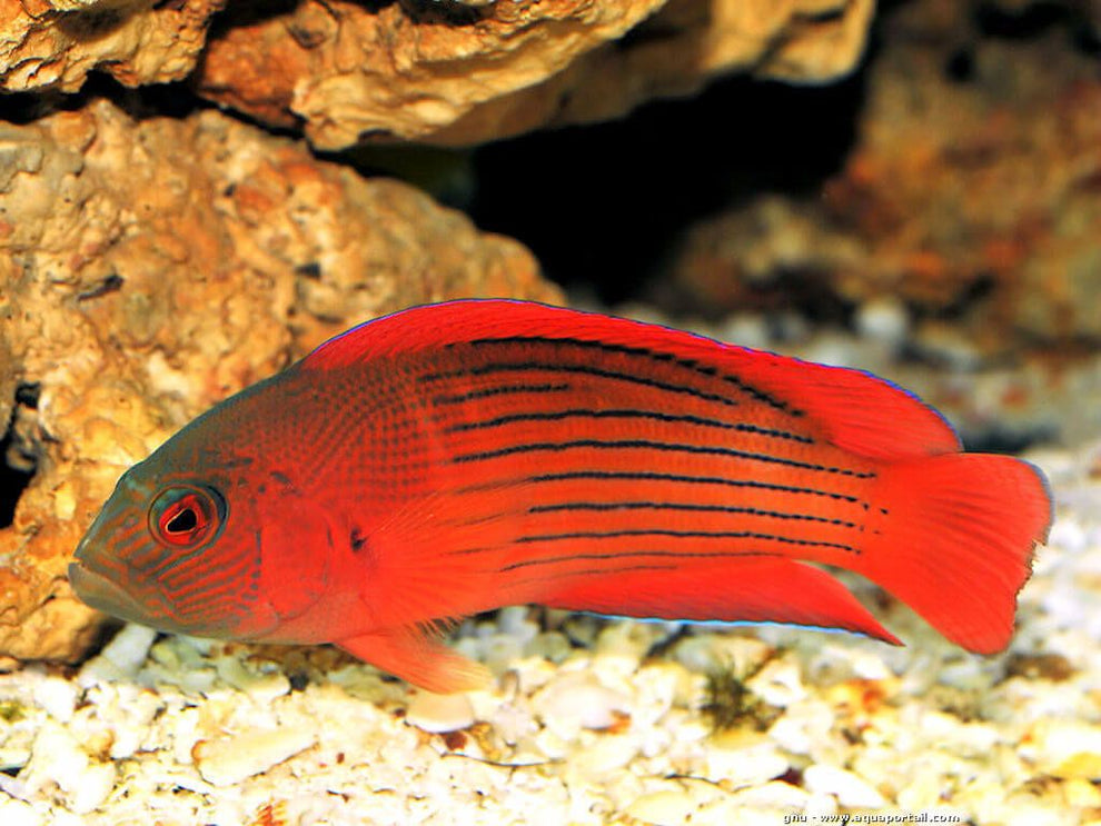 Damperia Dottyback Grouper Size: L 4