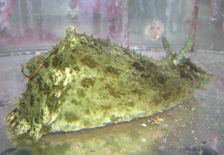 Sea Hare - Violet Aquarium