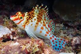 Falco Hawkfish - Violet Sea Fish and Coral