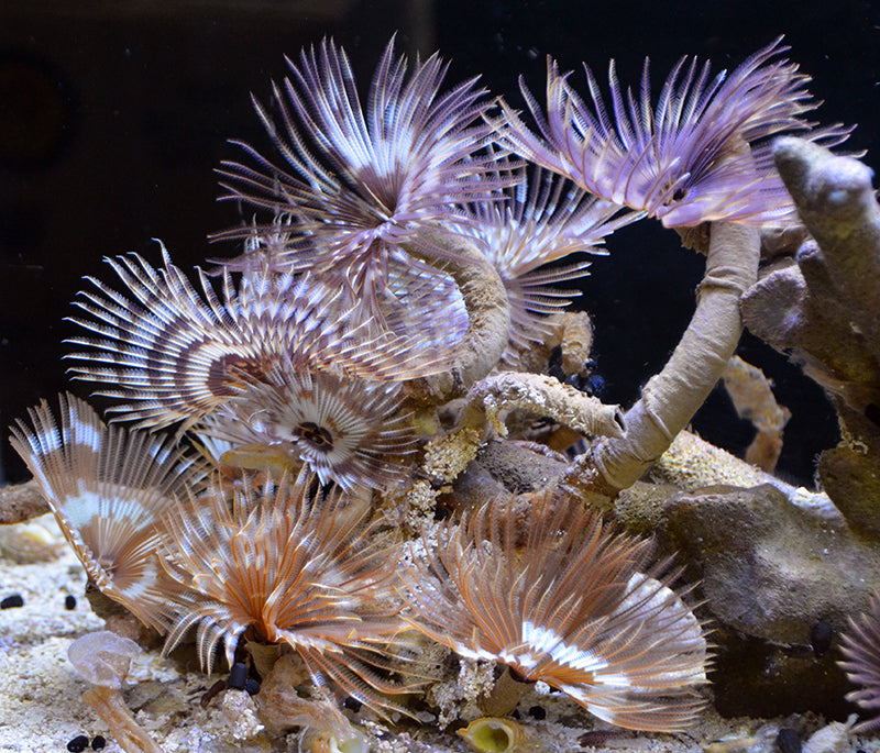 Hawaiian Feather Duster - Violet Sea Fish and Coral