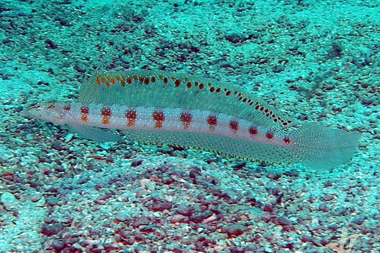 Filamented Sand Eel