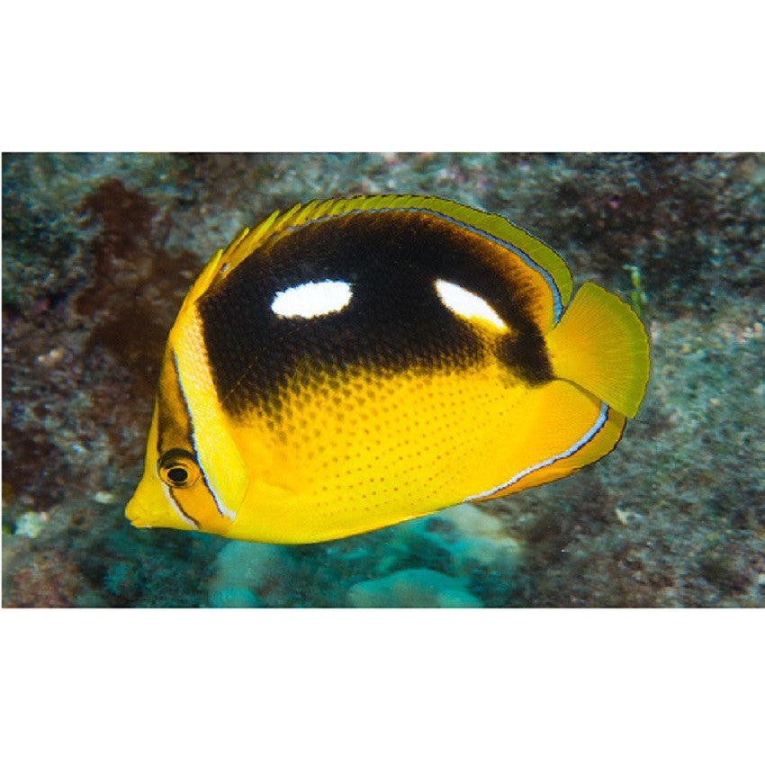 Four Spot Butterflyfish - Violet Aquarium