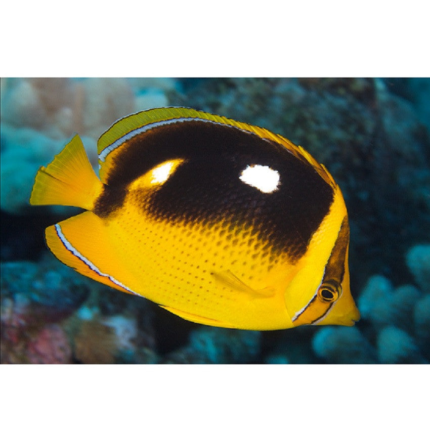 Four Spot Butterflyfish - Violet Aquarium