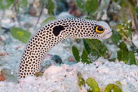 Spotted Garden Eel - Violet Sea Fish and Coral