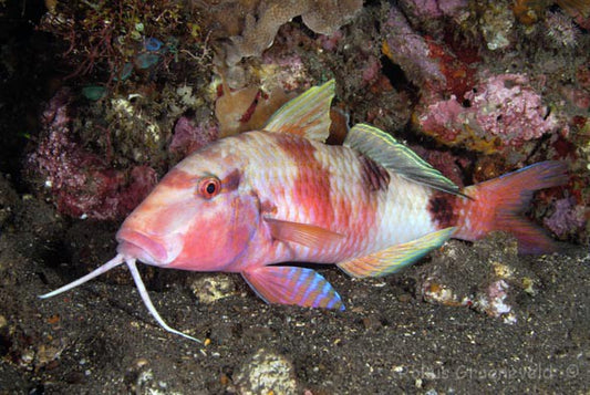 Red Goatfish - Violet Aquarium