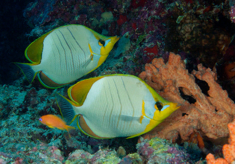 Yellow Head Butterflyfish - Violet Aquarium