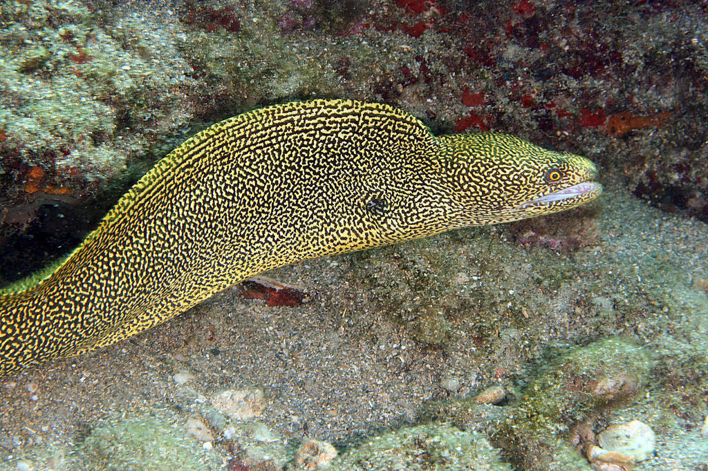 Goldentail Moray Eel