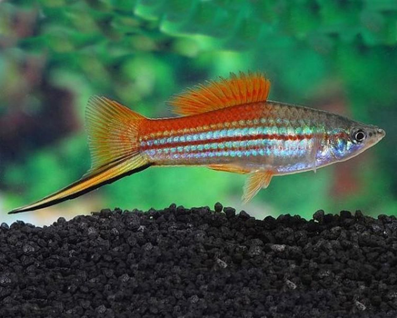 Green Swordtail