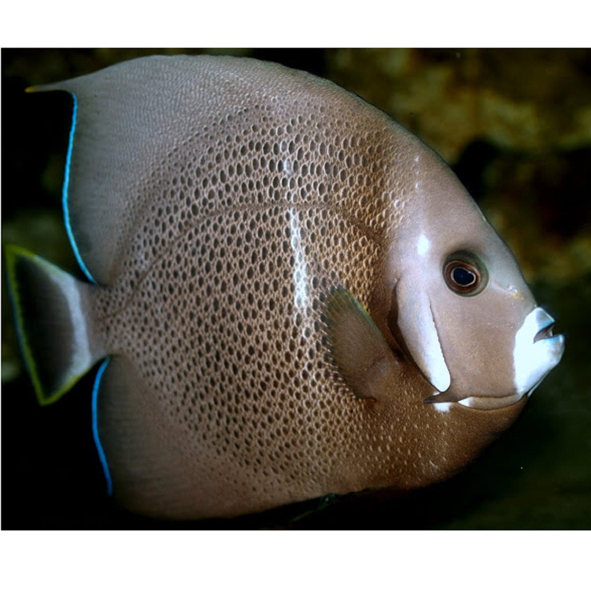 Grey-Black Angelfish - Violet Aquarium