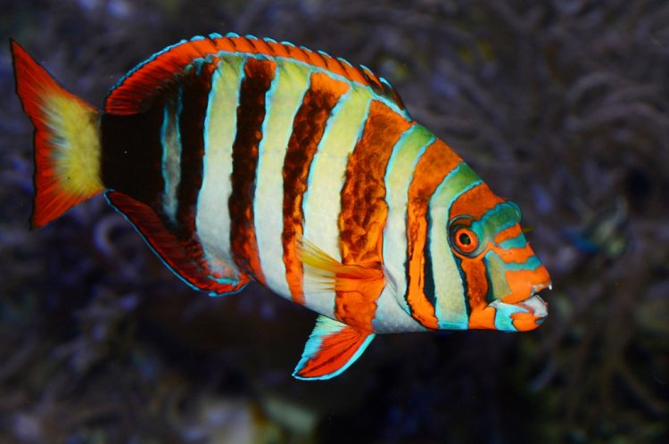 Harlequin Tuskfish - Violet Sea Fish and Coral