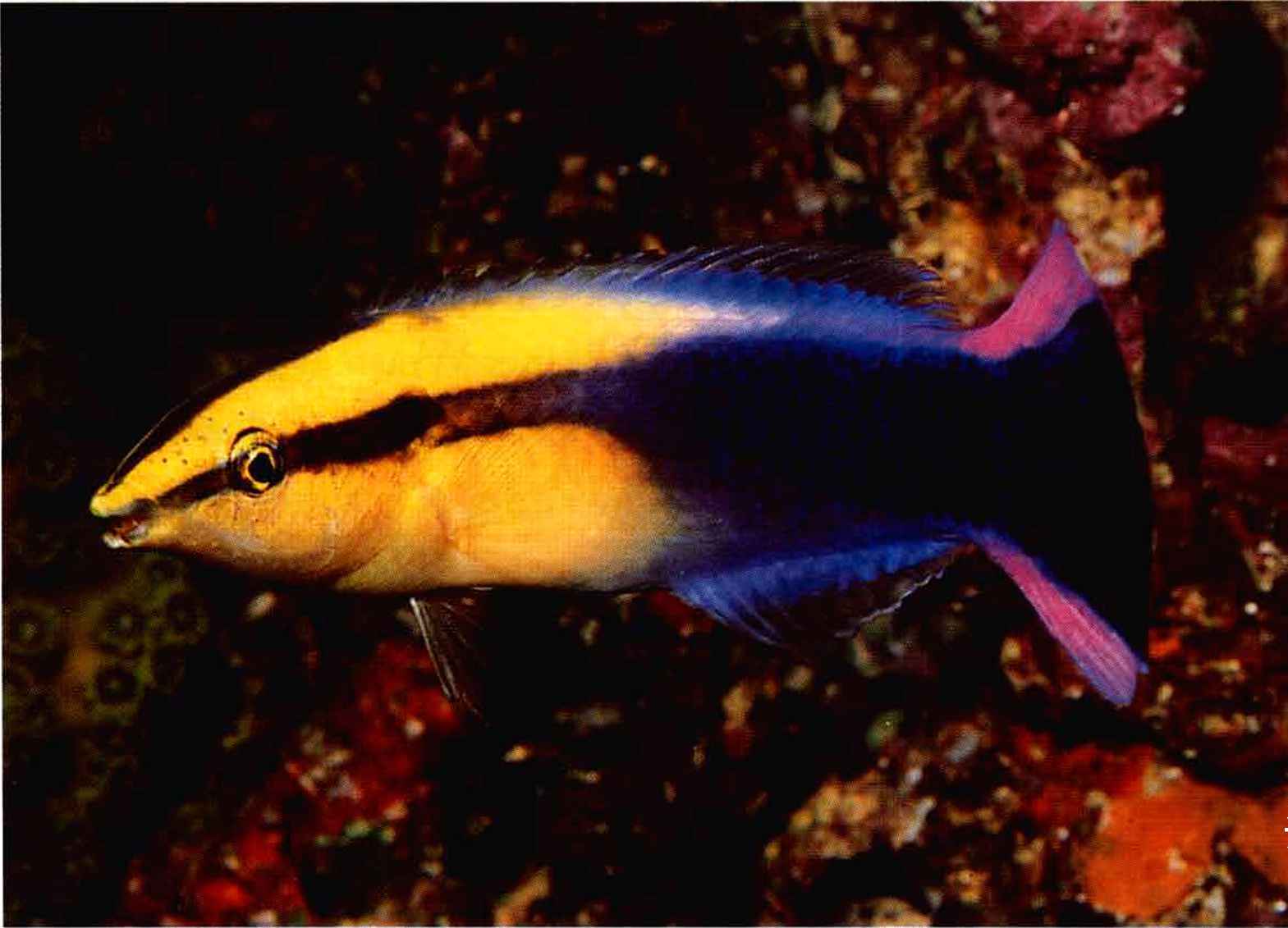 Hawaii Cleaner Wrasse - Violet Aquarium