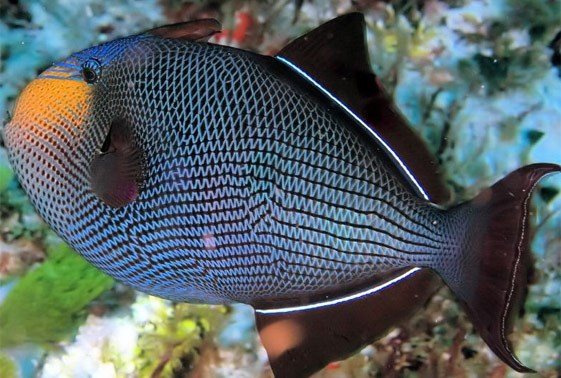 Hawaiian Black Triggerfish - Violet Sea Fish and Coral