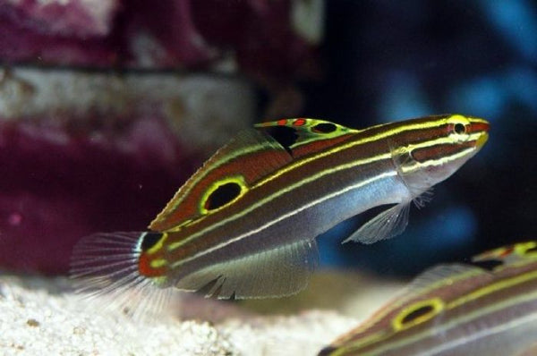 Violet on sale goby care