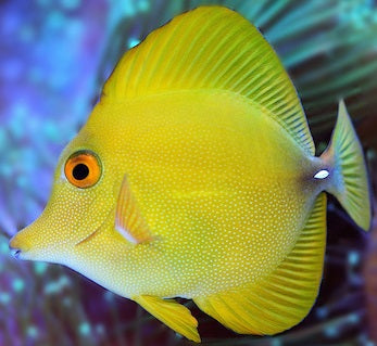 Rare Hybrid Yellow Mimic Scopas Tang Size: Tiny 1.5"