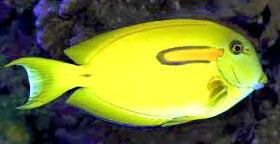 Orange Shoulder Tang Juvenile  Size: Tiny 2" and Below