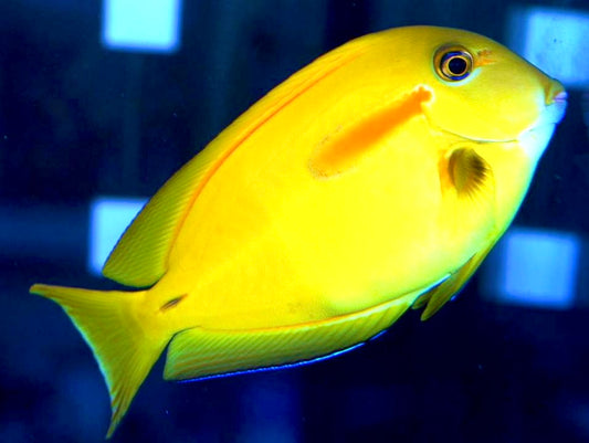 Orange Shoulder Tang Juvenile  Size: Tiny 2" and Below