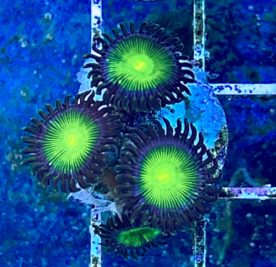 Palythoa Coral Colony (Green)