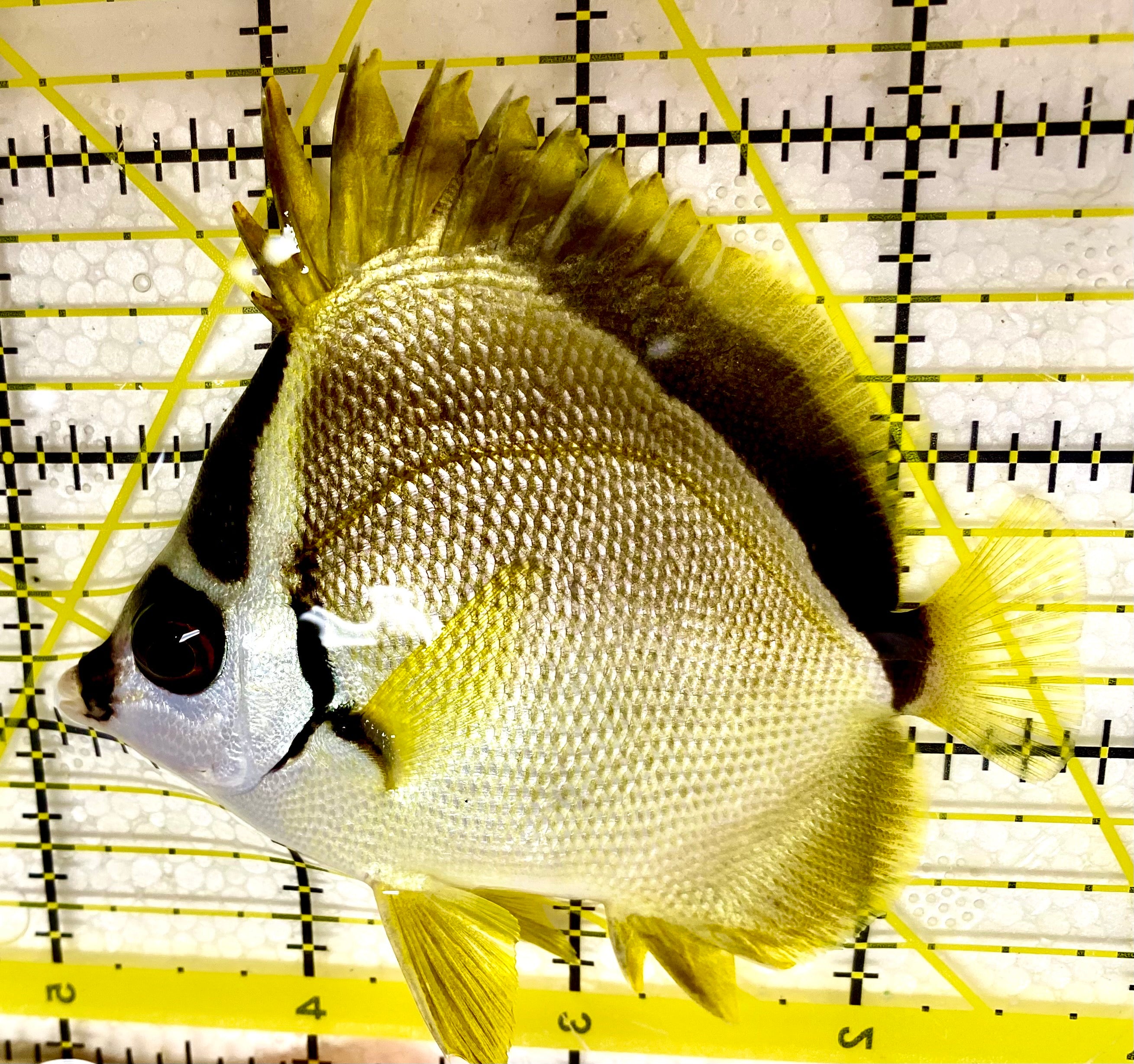 Blacknose Butterflyfish Size: 5