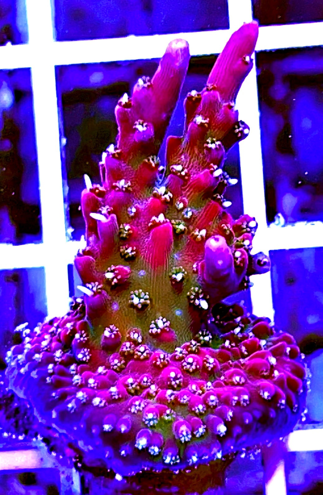 Fancy Burgundy Nebula Acropora