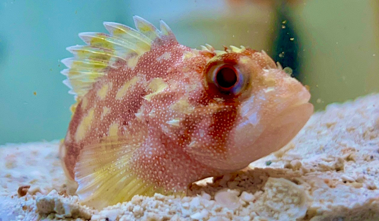 Yellowspotted Scorpionfish