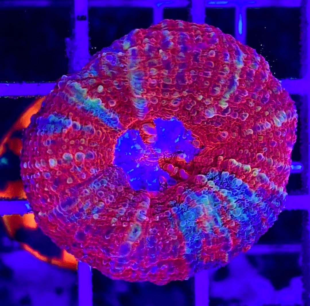 Acan Bowerbanki Red