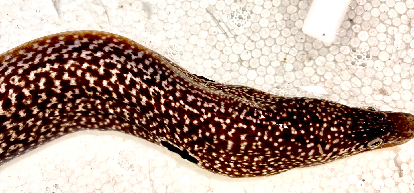 Jewel Moray Eel (Costa Rica)