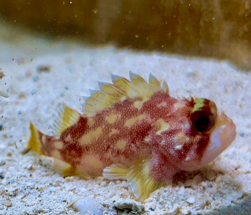 Yellowspotted Scorpionfish