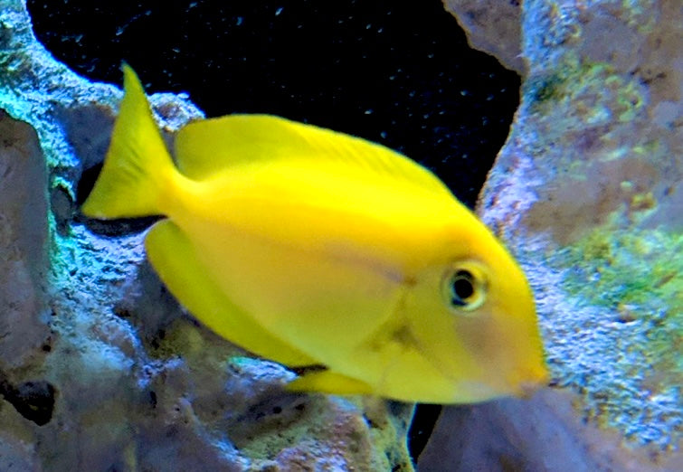 Orange Shoulder Tang Juvenile  Size: S 2" to 3"