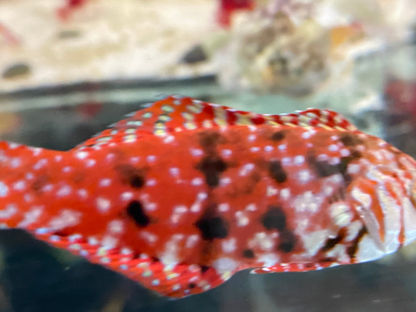 Mauritius Jewel Leopard Wrasse (Rare)