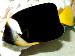 Personifer Angelfish Australia Sex: Female