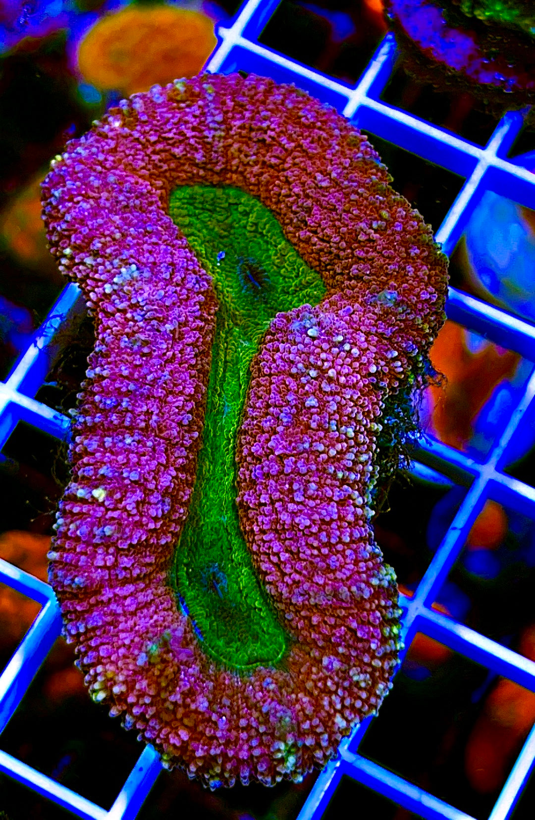 Indo Purple / Green  Eye Lobophyllia