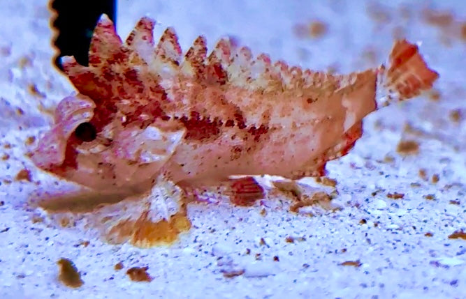 Red Rooster Pygmy Waspfish (Cockatoo Fish)