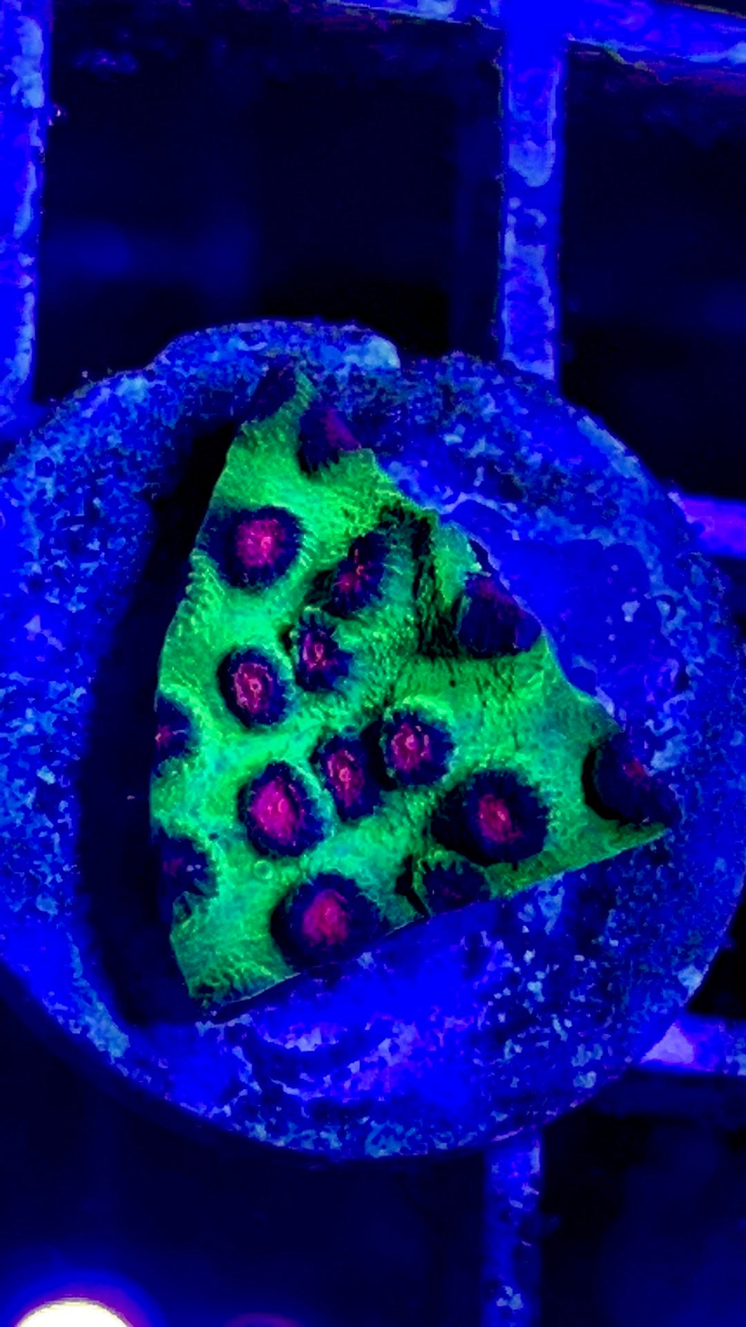 VA Alien Pox Cyphastrea