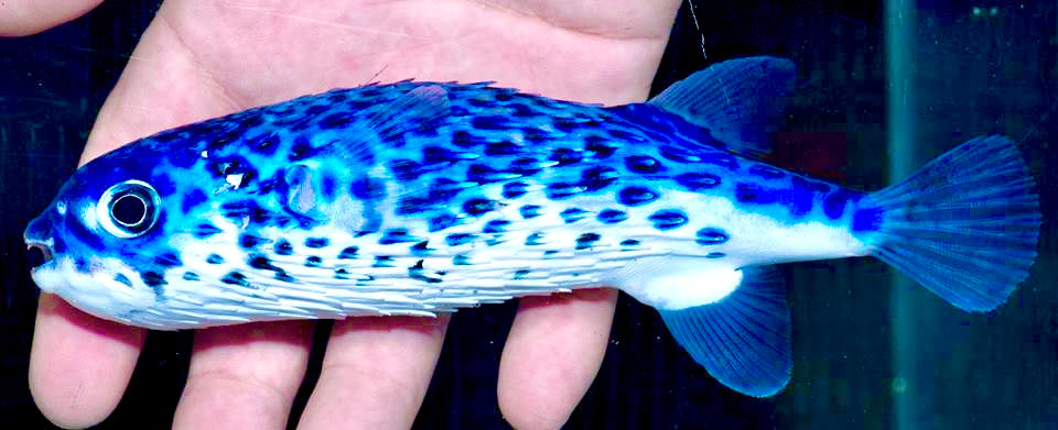 Rare Blue Pelagic Porcupine Puffer (Deepwater) Size: XL 5" to 6"