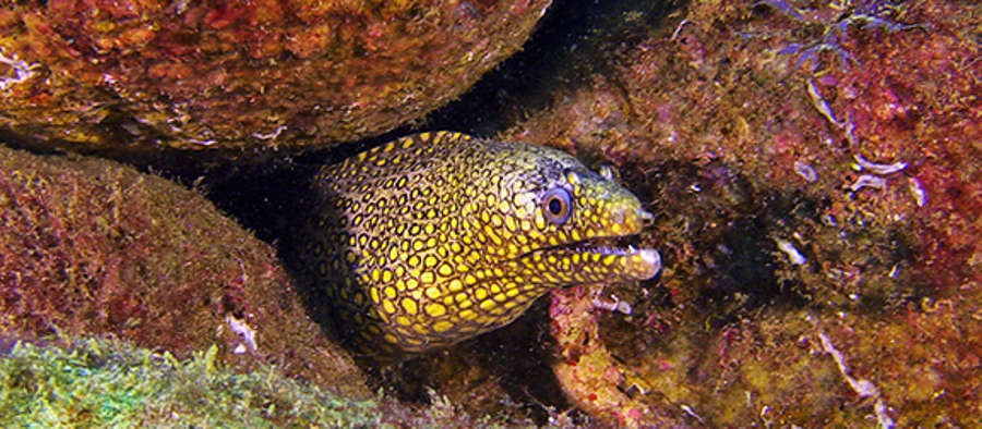 Jewel Moray Eel (Costa Rica)