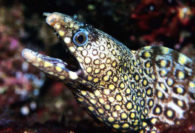 Jewel Moray Eel (Costa Rica)